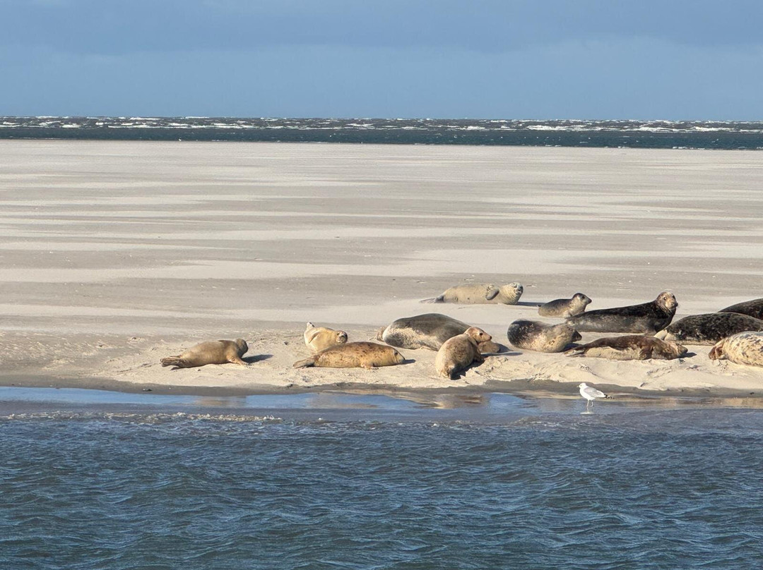 Zeehond Robbentocht-Nes必去景点