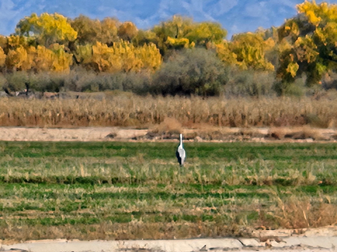 Ladd S. Gordon Waterfowl Complex - Bernardo-索科罗必去景点