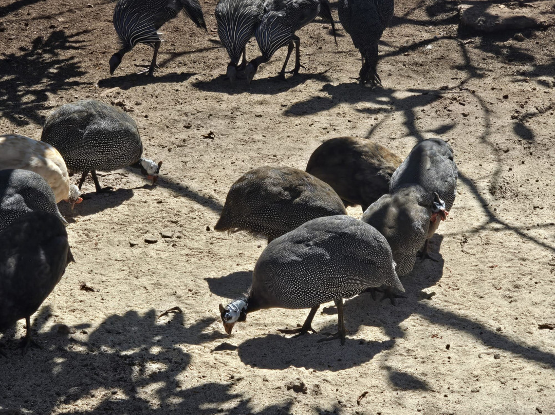 Bora Bora Wildlife Park-迪亚尼必去景点