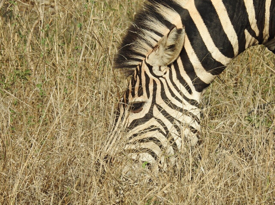 The Safari Beyond-尼斯普鲁特必去景点