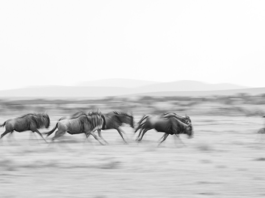 Wild Eye-弗维斯必去景点