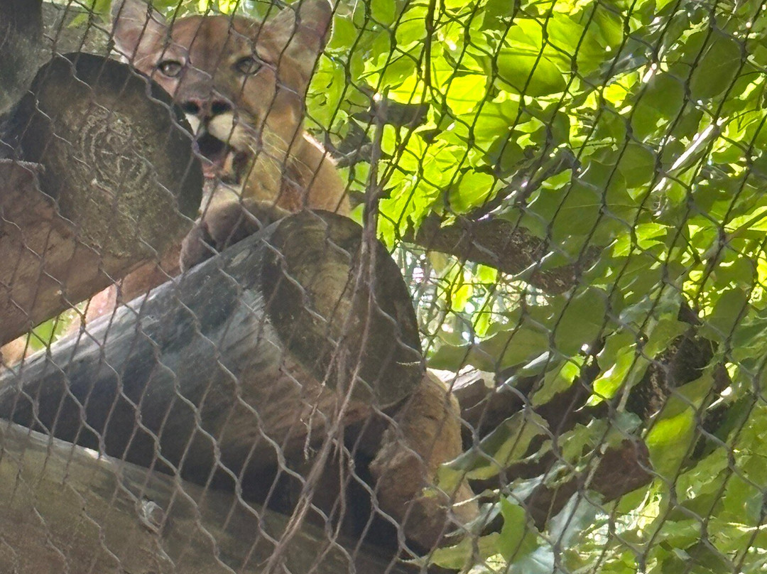 Palm Beach Zoo & Conservation Society-西棕榈滩必去景点