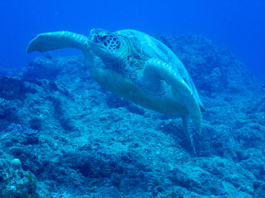 Orca Dive Club - Pereybere-Pereybere必去景点