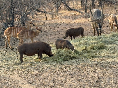 Braai Safaris-霍德斯普鲁特必去景点
