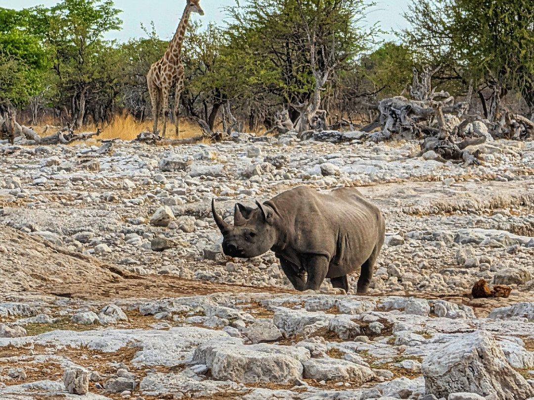 Born in Etosha Self-Drive Private Tours-Okaukuejo必去景点