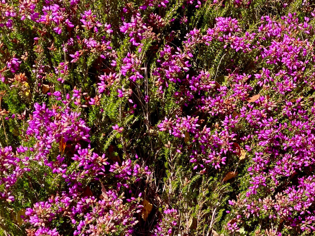 Muir of Dinnet National Nature Reserve-Dinnet必去景点