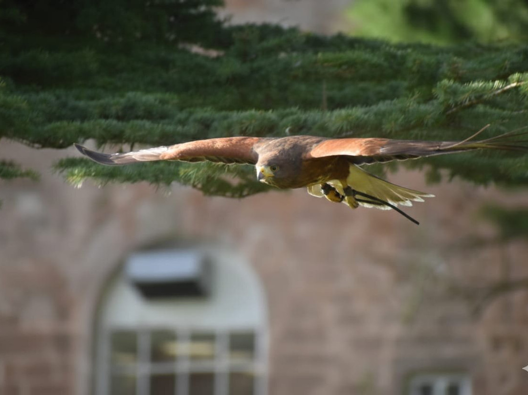 Dalhousie Castle Falconry-邦尼里格必去景点