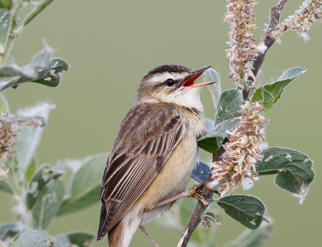 RSPB Frampton Marsh-波士顿必去景点