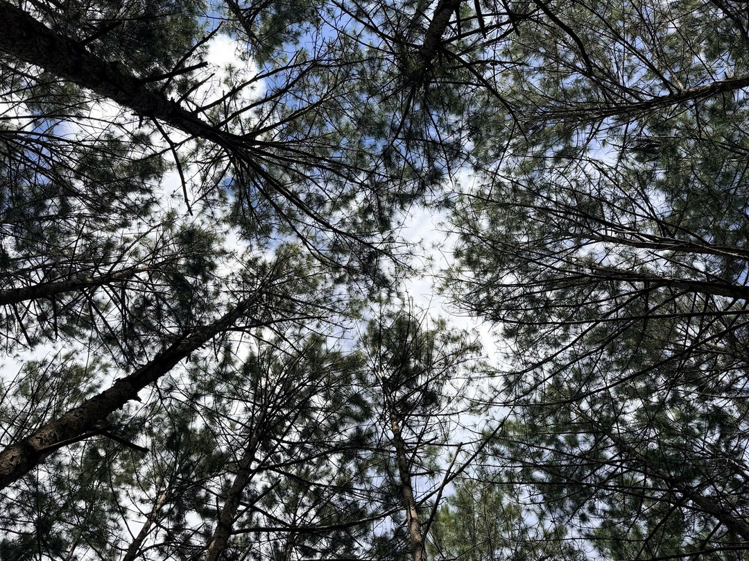 Sivananda Yoga Resort And Training Center-大勒必去景点