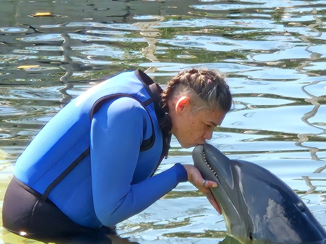海豚商店-基拉戈-拉哥岛必去景点