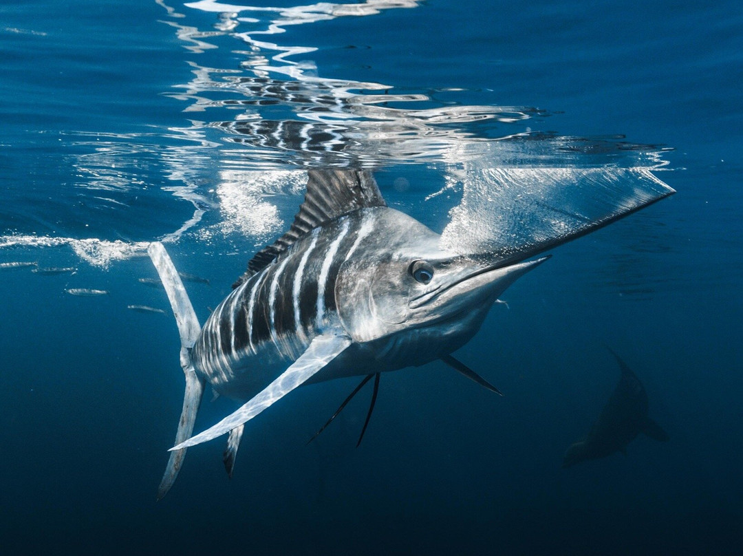 Tanner Underwater-朱庇特必去景点