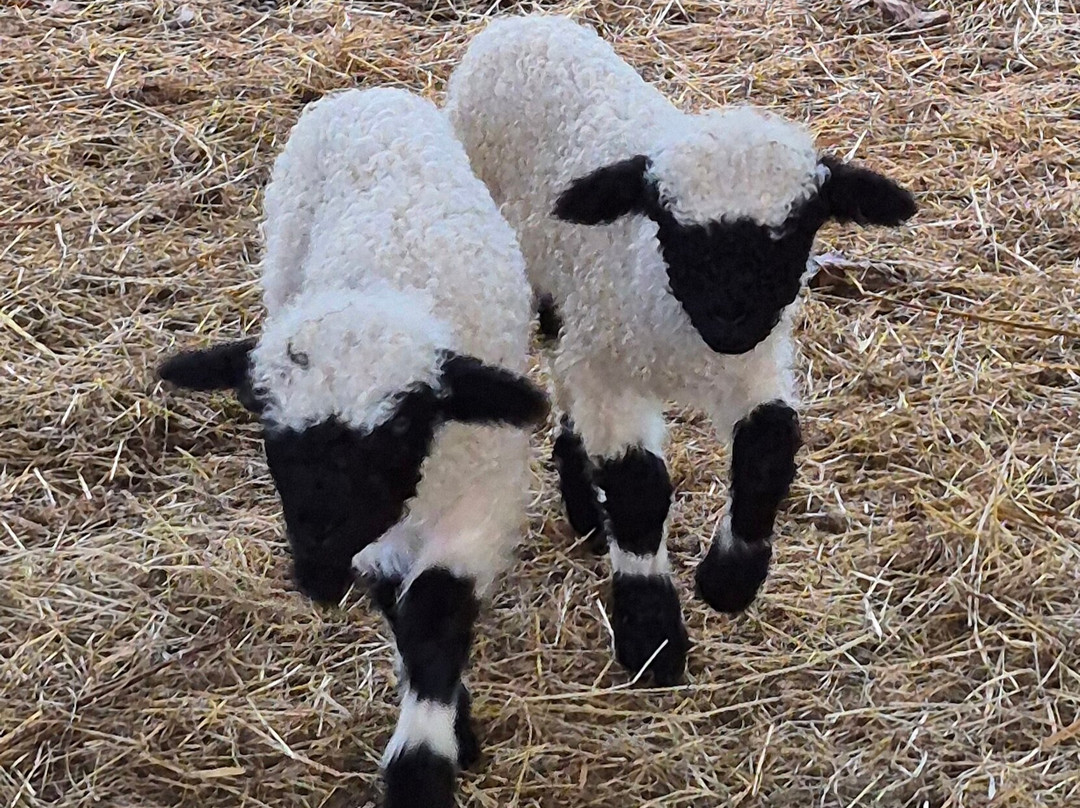 Woolley Animals Farm Park-Winkleigh必去景点