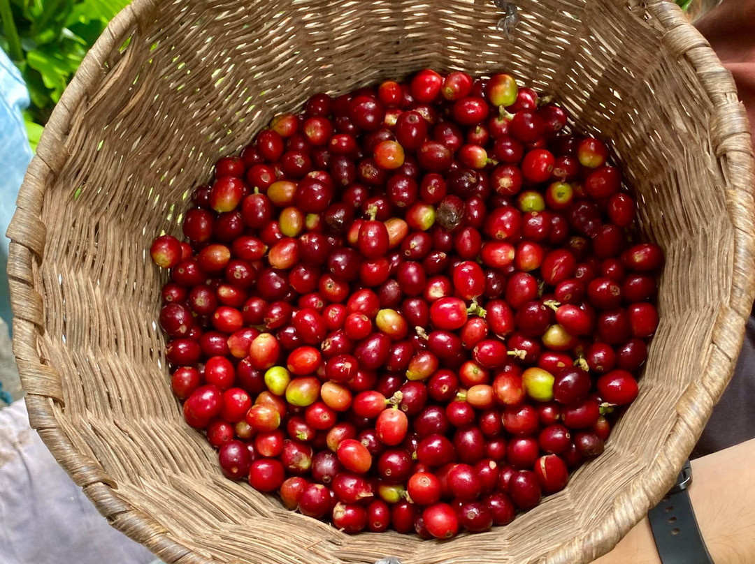 Ecoturismo La Nohelia-Jerico必去景点