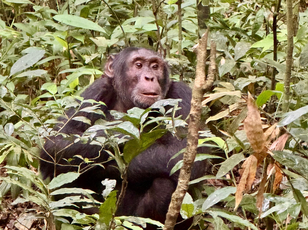 Nkuringo Safaris-布恩迪难以穿越的国家公园必去景点
