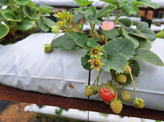 Mesilou Highland Strawberry Farm-昆达山必去景点