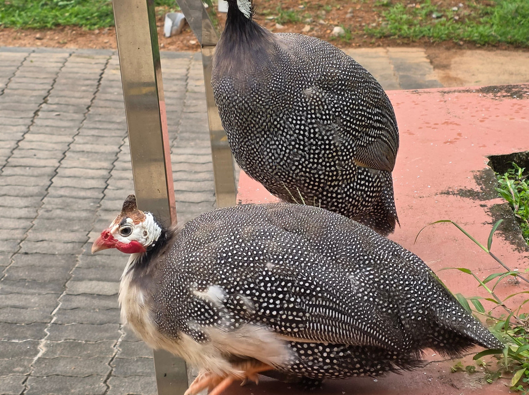 Indimasi - The Healing Village主图