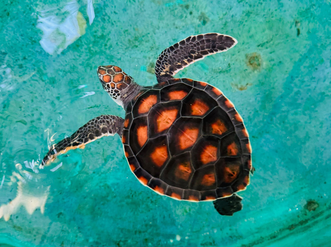 Sea Turtle Farm Galle Mahamodara-加勒必去景点