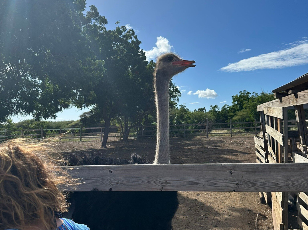 Curacao Ostrich Farm-库拉索必去景点