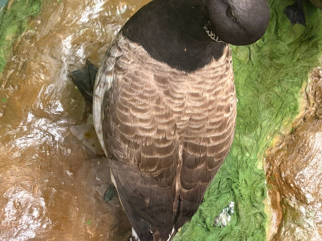 Colchester's Natural History Museum-科尔切斯特必去景点