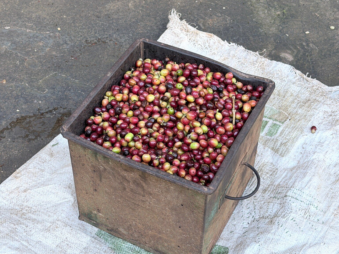 El Toledo Coffee Tour-Atenas必去景点