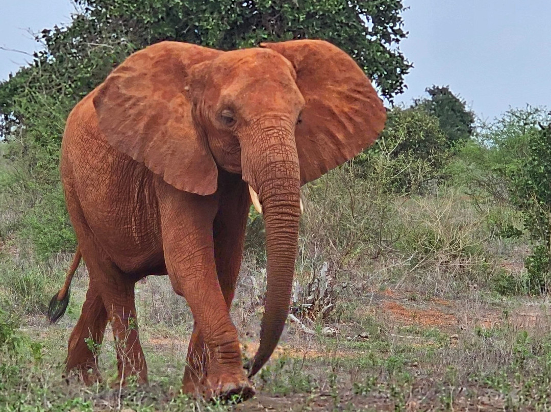 Msherembe Safaris And Travel-Voi必去景点