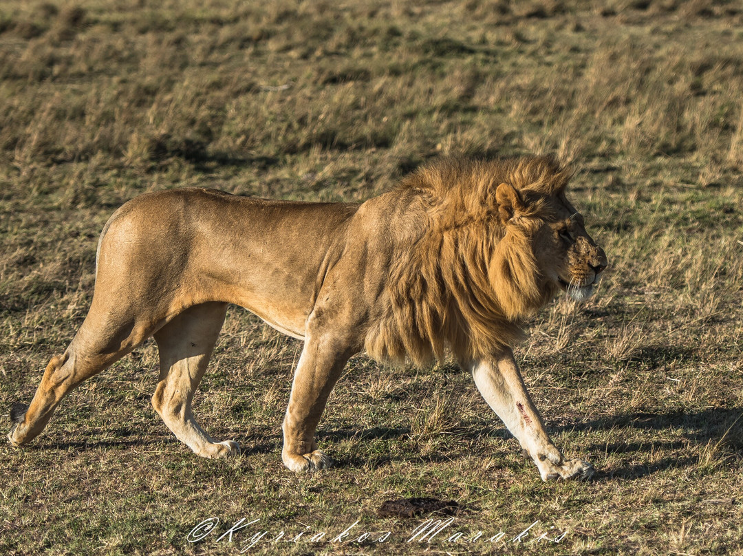 Africa Vision Safaris Tours and Travel-内罗毕必去景点