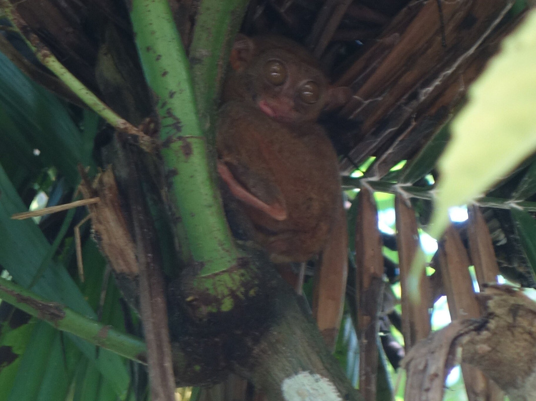 眼镜猴保护区-Bilar必去景点