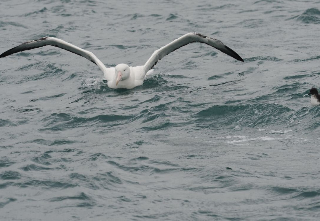 Port To Port Cruises and Wildife Tours-Port Chalmers必去景点