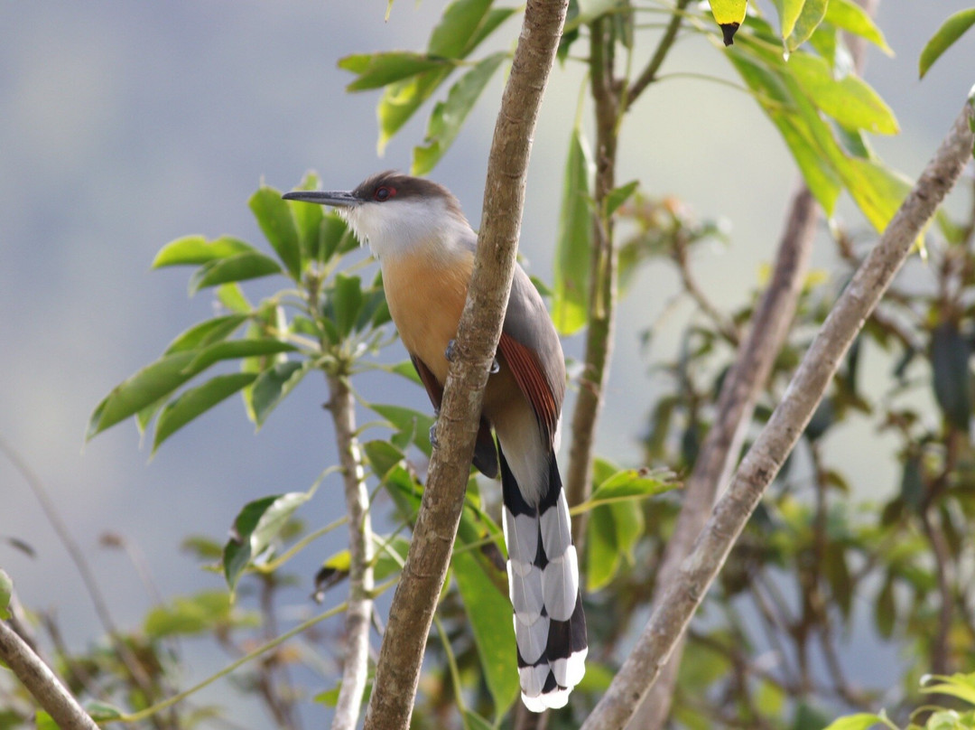 Arrowhead Birding Tours-金斯敦必去景点