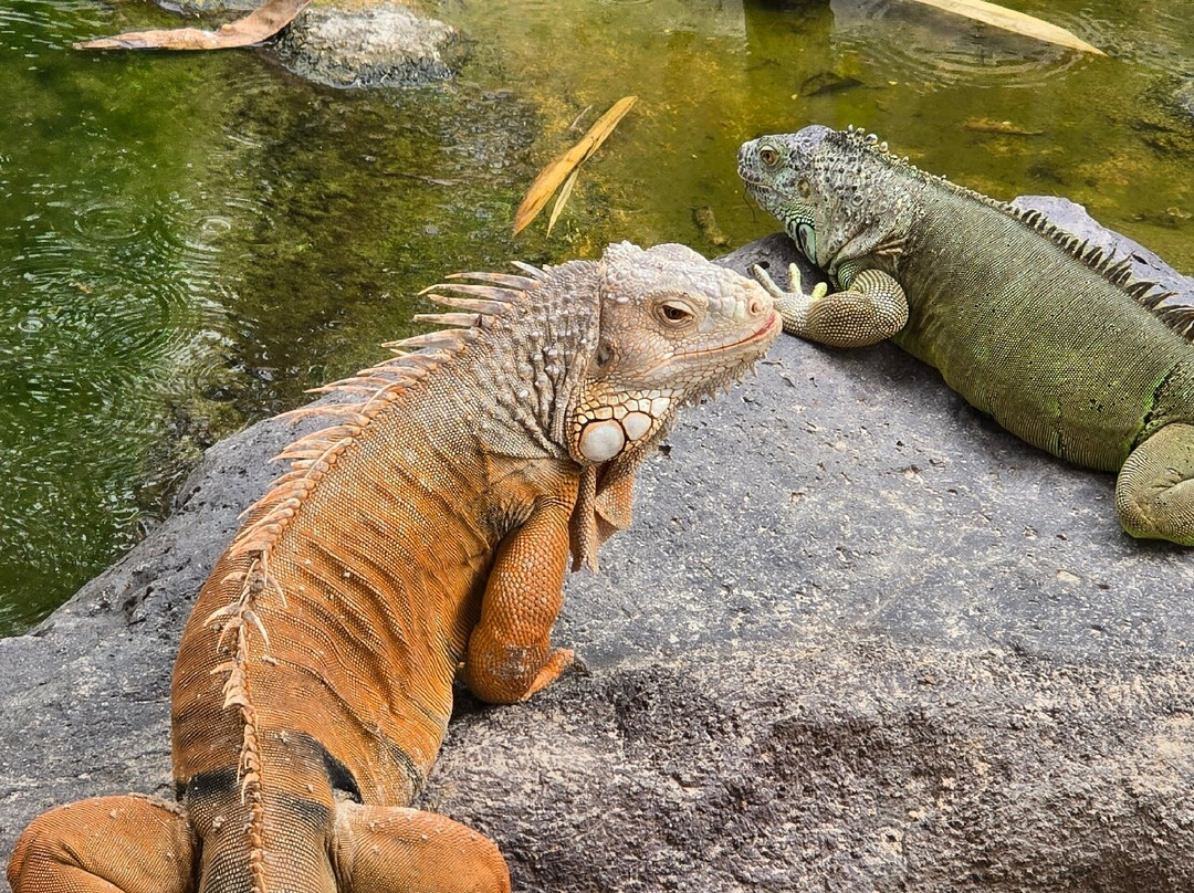 Angkor Wildlife & Aquarium-暹粒必去景点