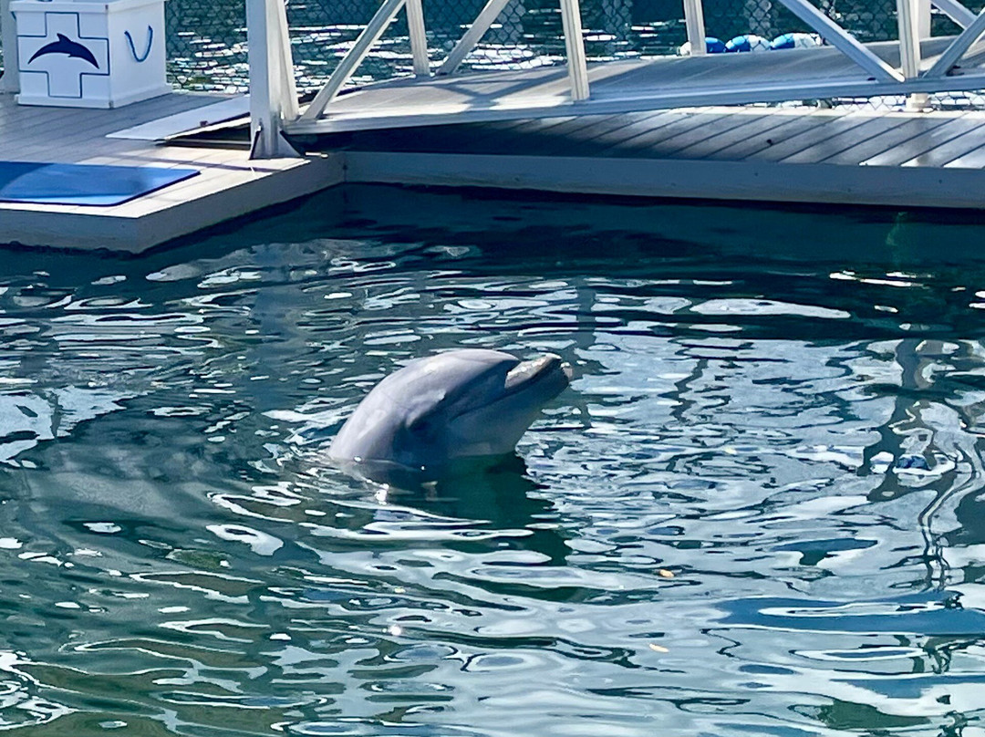 Dolphin Life-拉哥岛必去景点