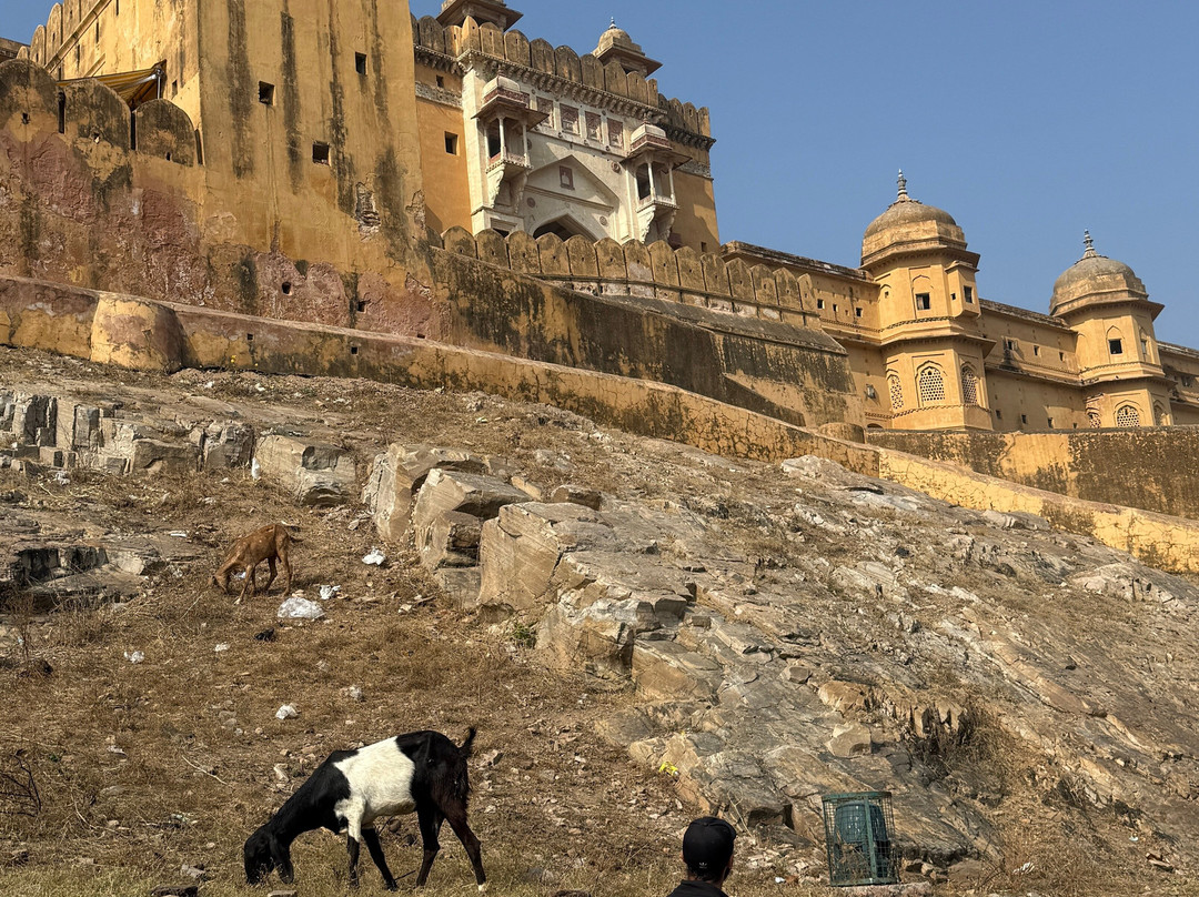 Alis Tuk Tuk Jaipur-斋蒲尔必去景点