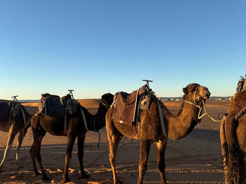 Morocco Trip-马拉喀什必去景点