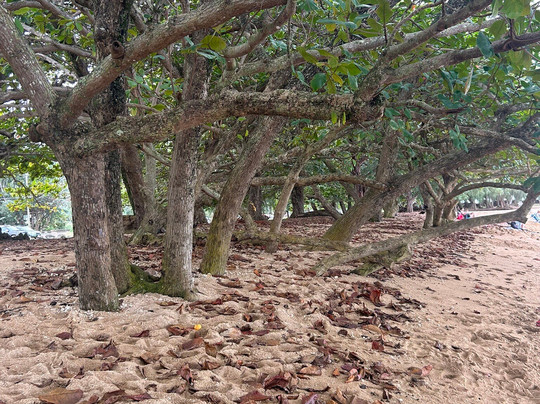 阿尼尼海滩-可爱岛必去景点