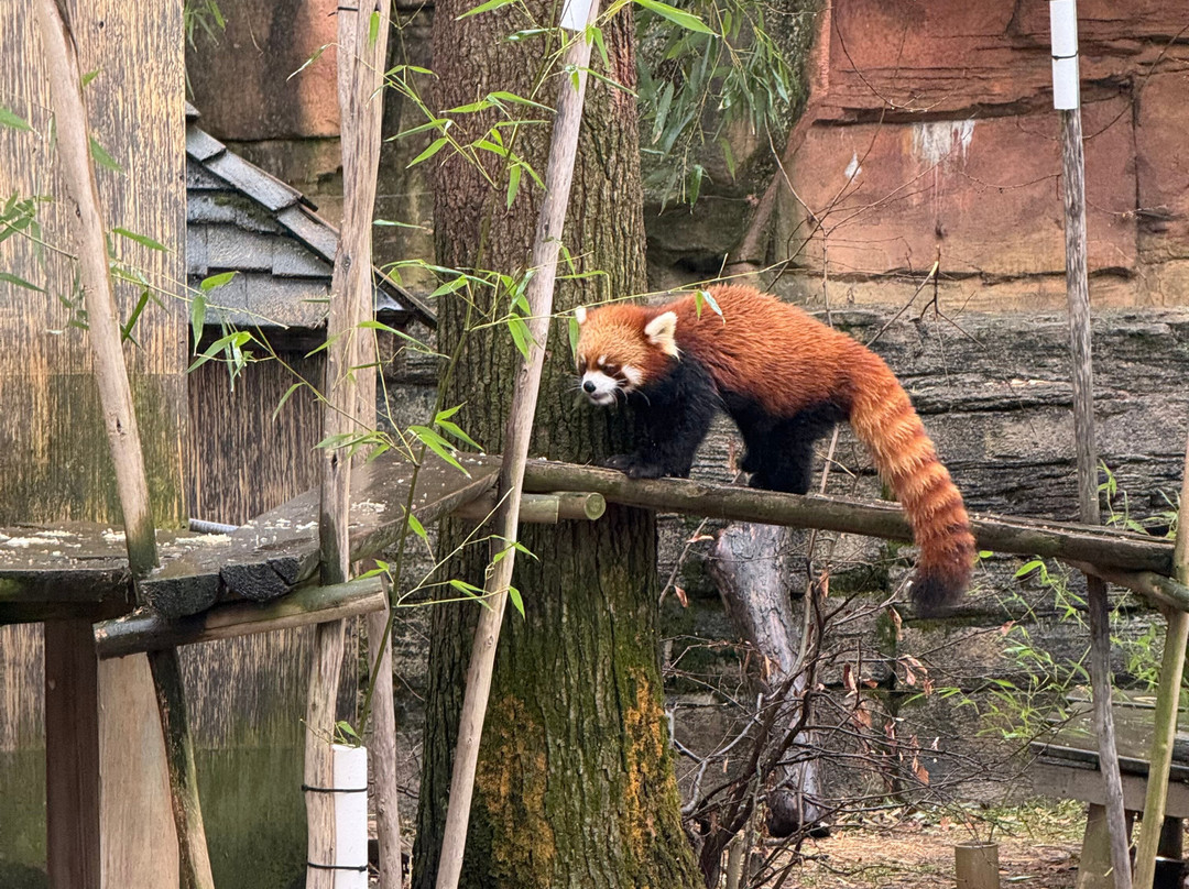 哥伦布动物园-Powell必去景点