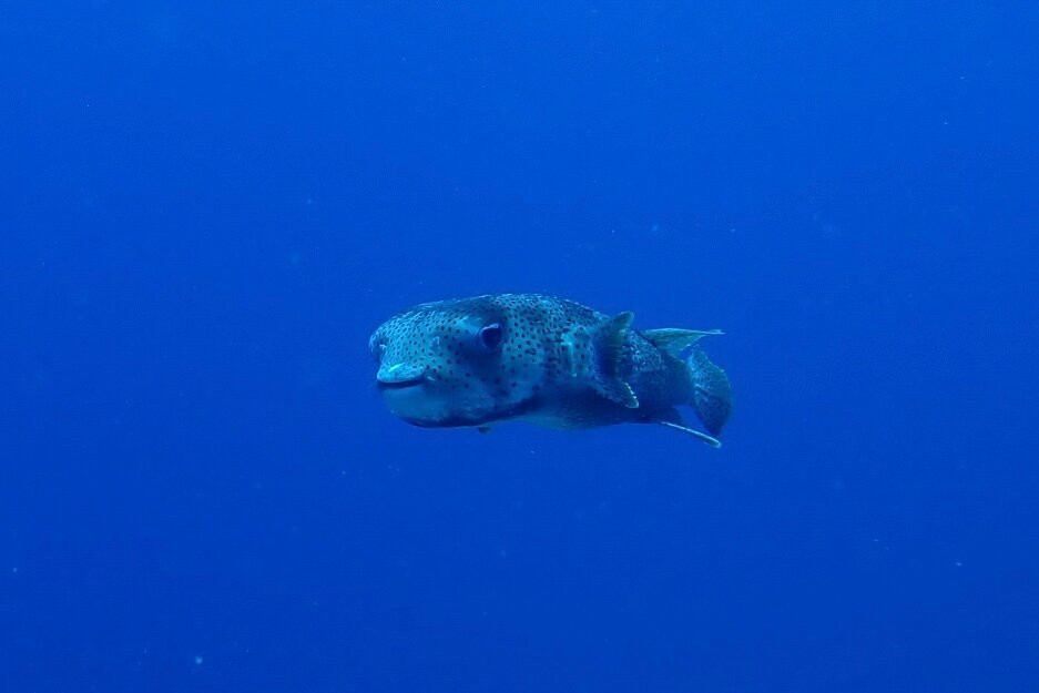 Dodo Divers Mauritius-卡罗迪勒必去景点