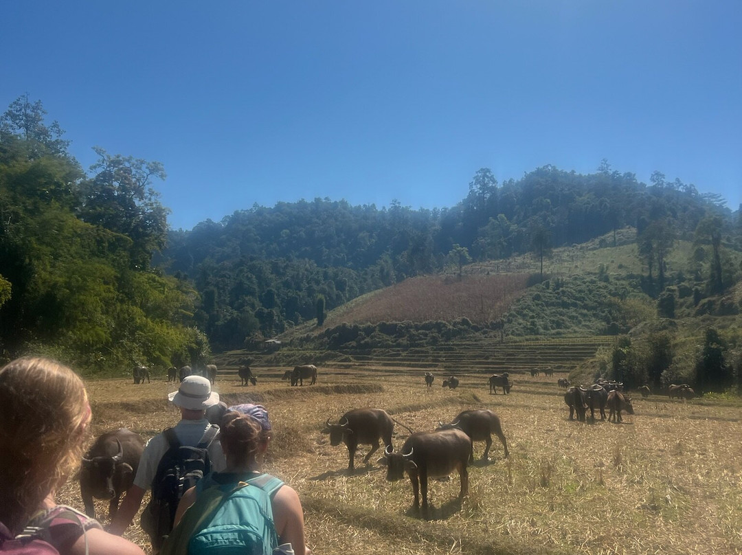 Mike's Authentic Trekking-清迈必去景点