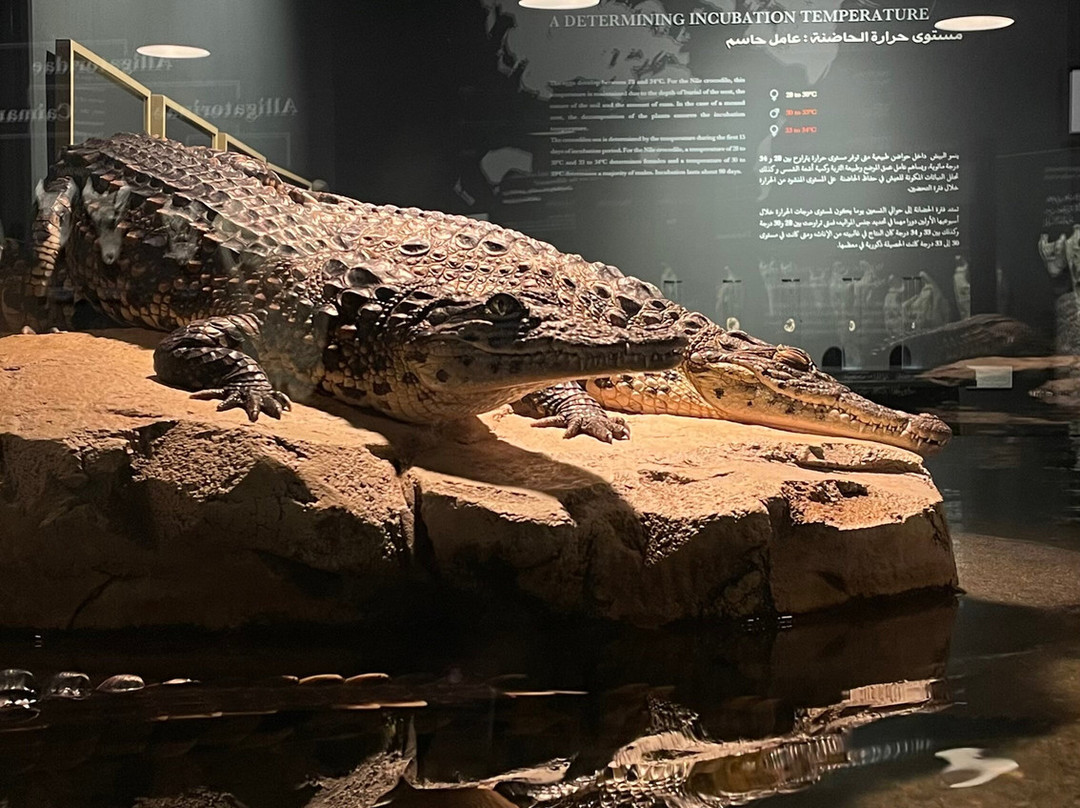 Dubai Crocodile Park-迪拜必去景点