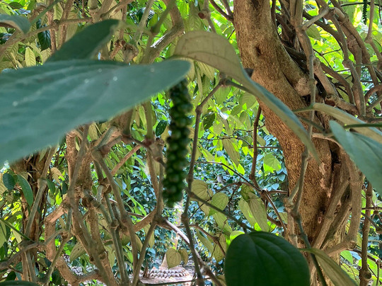 Kandy Spice Walk-康提必去景点