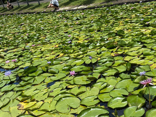 Calypso boat tours Mauritius-蓝湾必去景点
