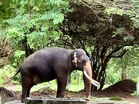 Moi Ceylon Tours-Rajagiriya必去景点