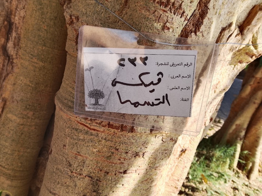 Kitchner's Island-亚斯文必去景点