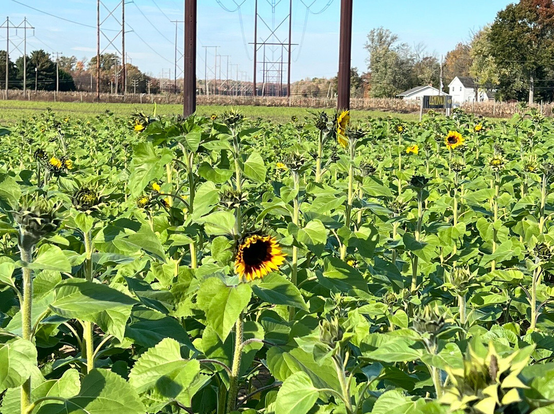 Happy Day Farm-Manalapan必去景点