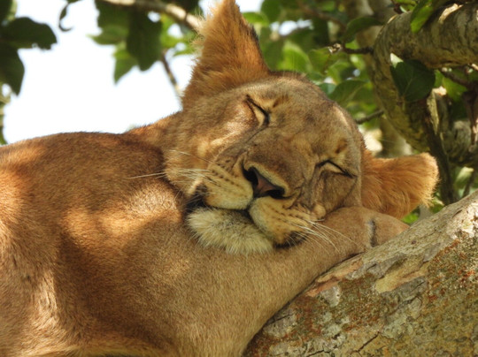 Rwizi Africa Expeditions-坎帕拉必去景点