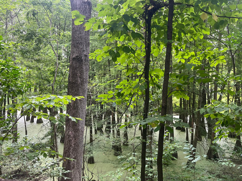 密西西比州自然科学博物馆-杰克逊必去景点
