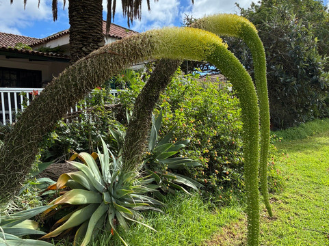 Real Club de Golf de Tenerife-特纳里夫必去景点
