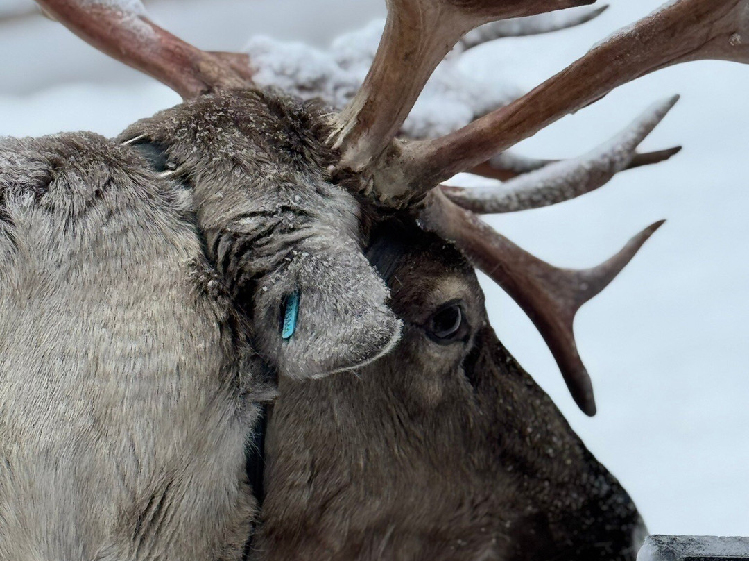 Sieriporo Safaris-罗瓦涅米必去景点