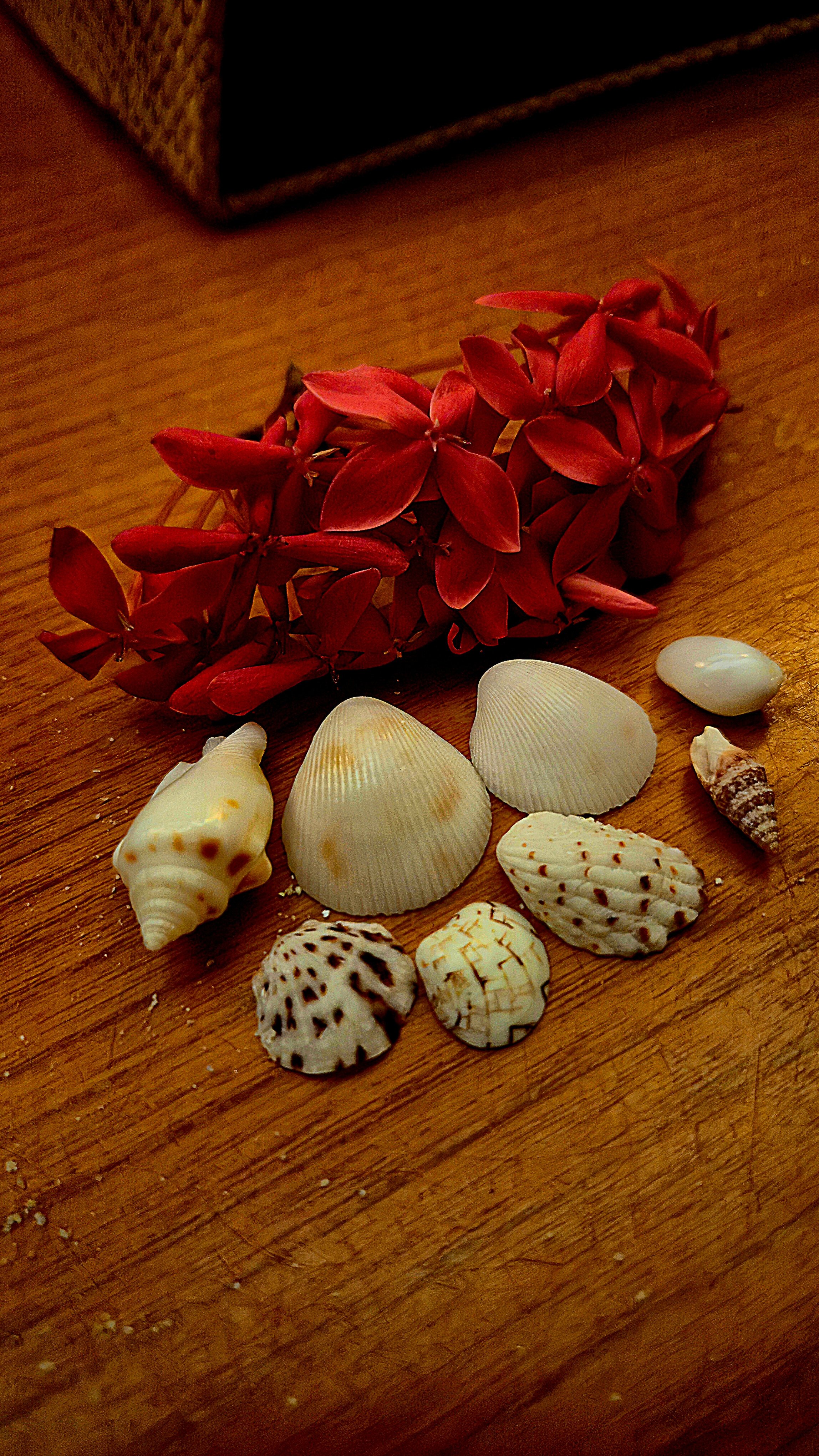 皇家岛度假村-官方