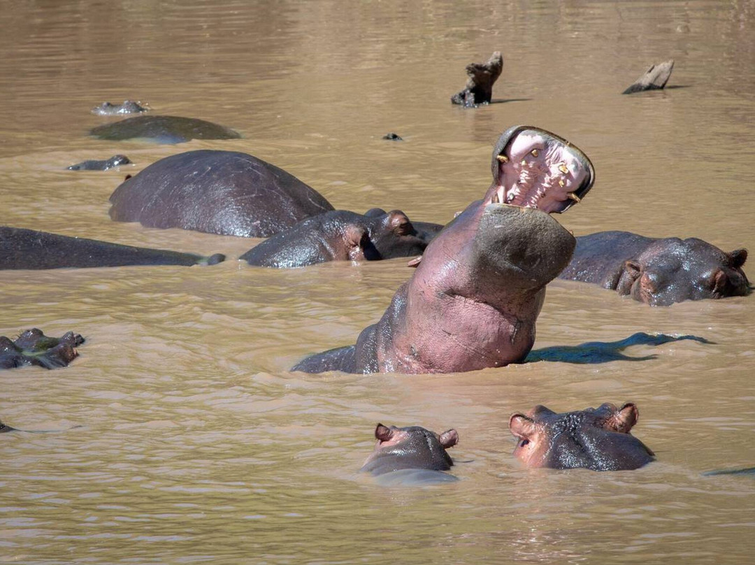 Kenya Wild Parks-内罗毕必去景点