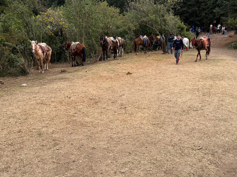 El Rosario Monarch Butterfly Preserve-中部墨西哥和墨西哥湾沿岸必去景点